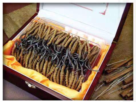 邵武冬虫夏草回收